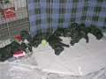 6wks3