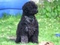 Brutus_May08