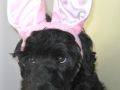 DaisyEaster