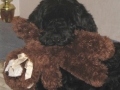Daisyteddybear