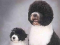 MurphyandMolly2004