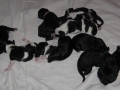 allpuppies01012009