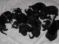 allpuppies2