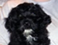 green-10-weeks