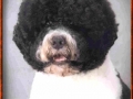 murphy_head