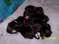 puppies2