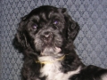 yellow_6week